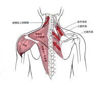 肩甲骨から背骨の筋肉の運動