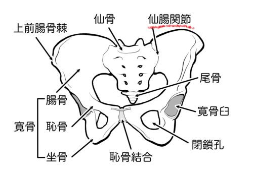 骨盤が引き締まるとは？