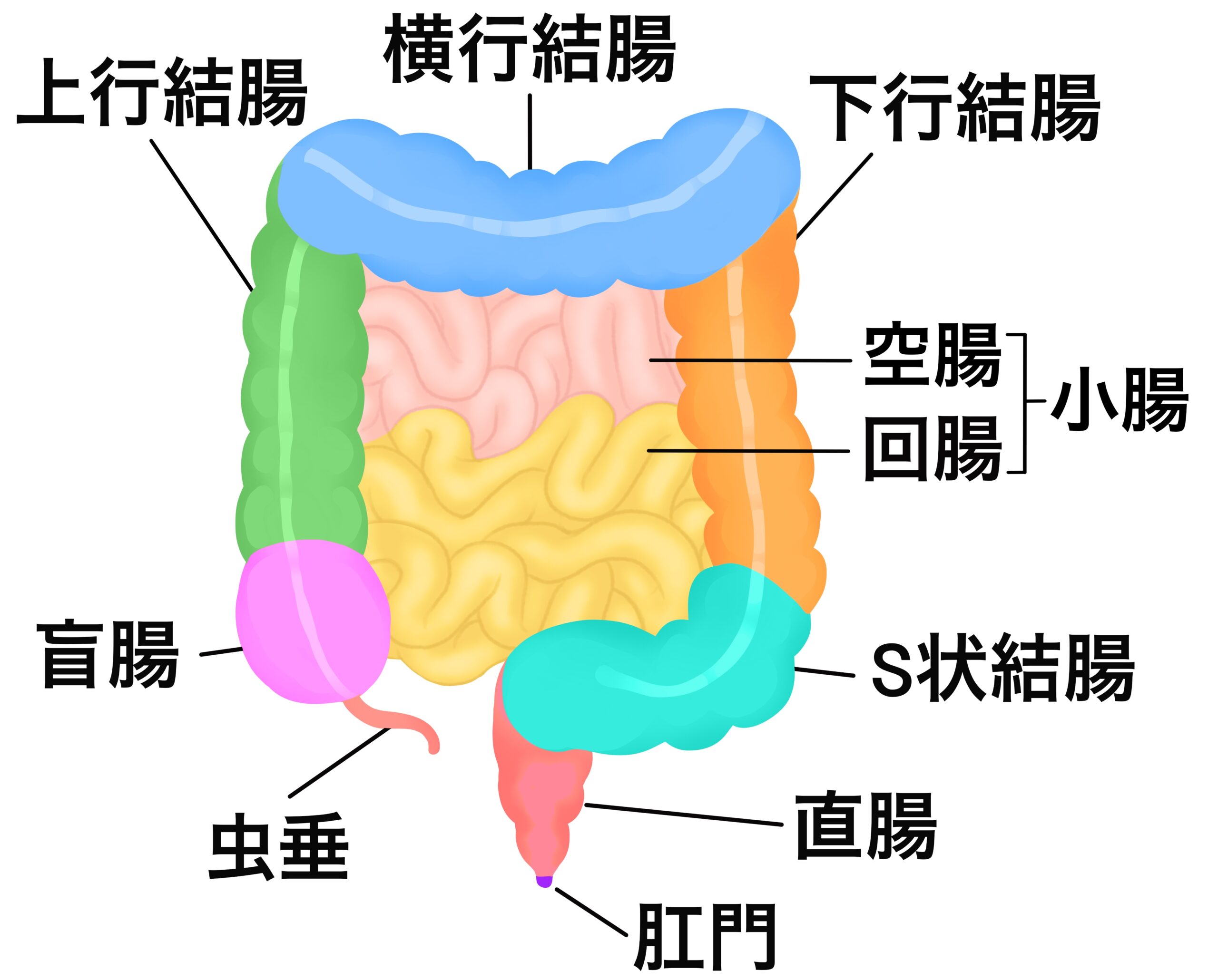 腸もみ整体の視点で考える生理痛・生理不順～5. 原因追求②：消化不良と腸の硬さ、その2 共通粘膜免疫系～